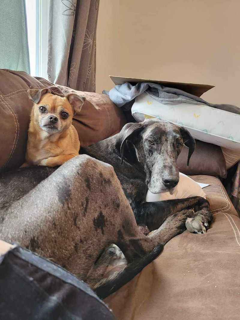Great Dane