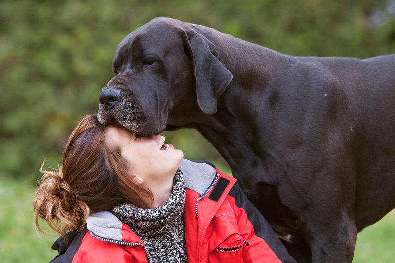 Great Danes Are Aggressive