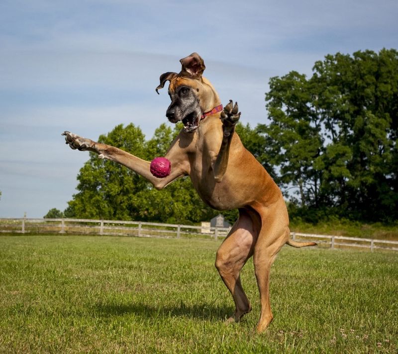 Great Danes Are Clumsy