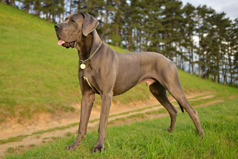 Great Danes Are Difficult to Train