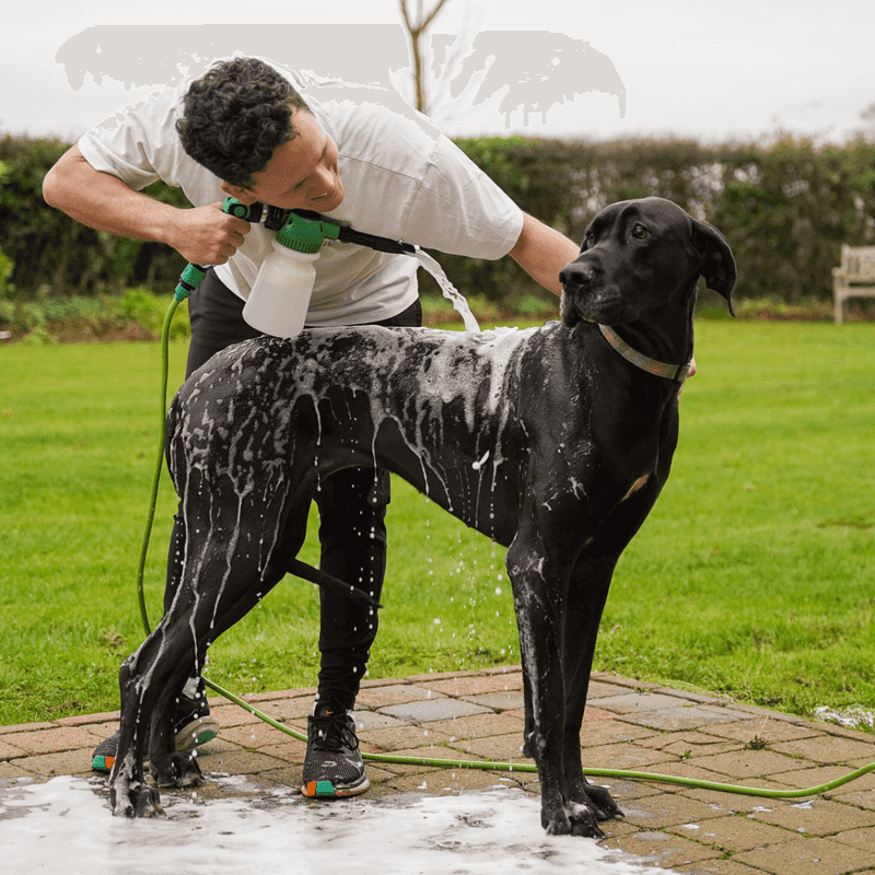 Great Danes Are Hard to Groom