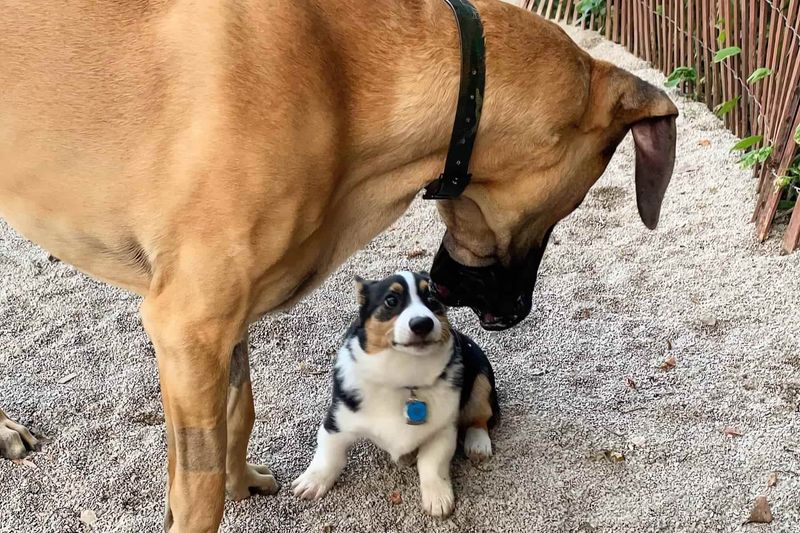 Great Danes Aren't Sociable