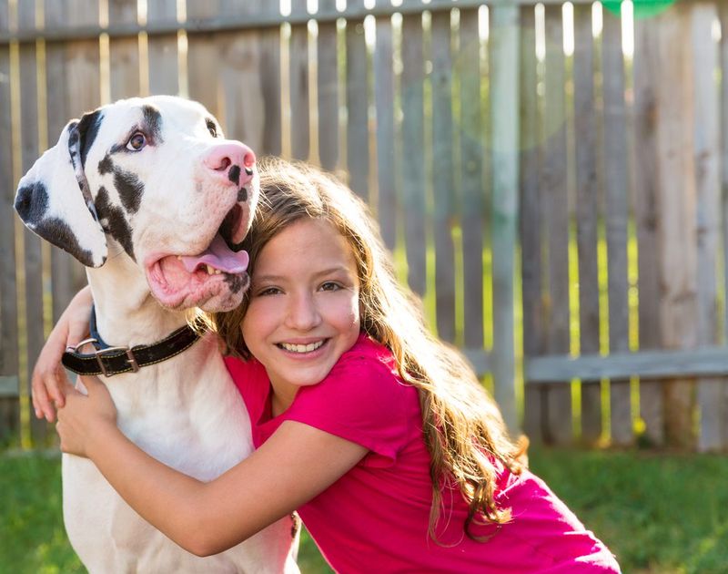 Great Danes Aren't Good with Kids