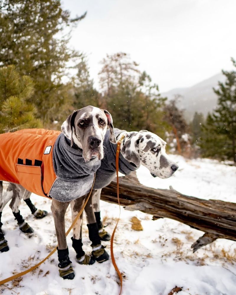 Great Danes Can't Handle Cold Weather