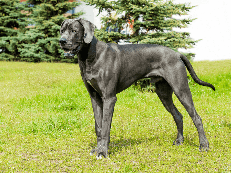 Great Danes Can't Be Guard Dogs