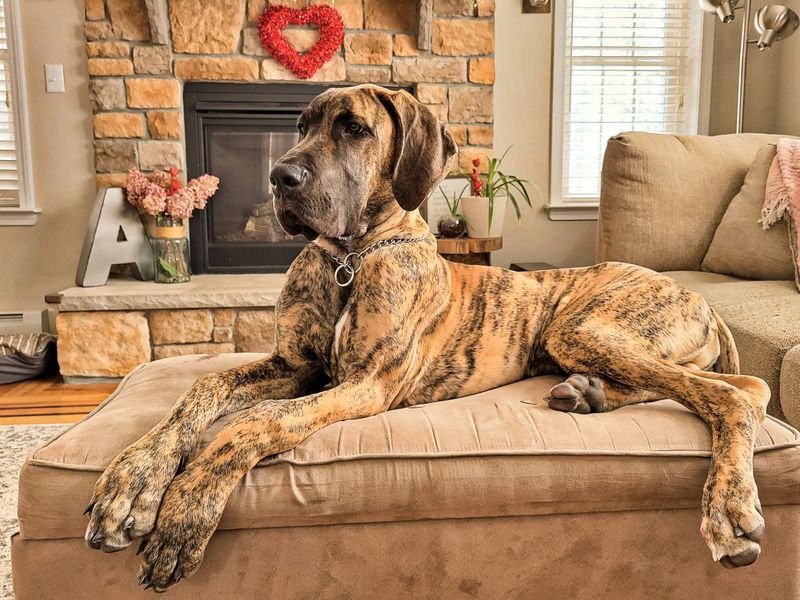 Great Danes Don't Live Long