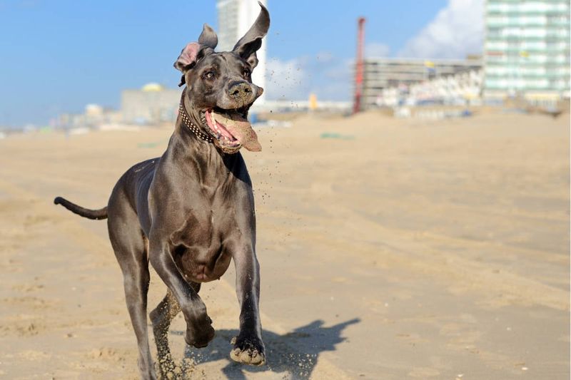 Great Danes Don't Need Training