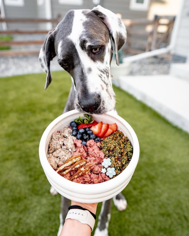 Great Danes Eat Excessively