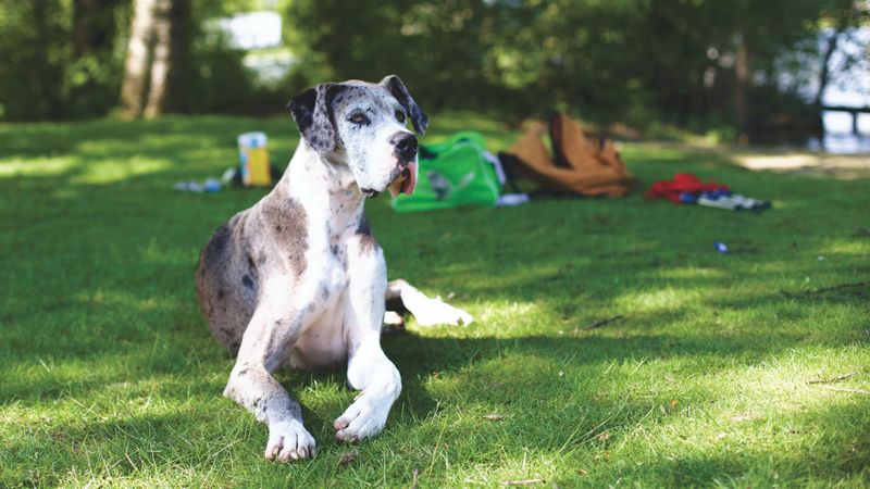 Great Danes Require Constant Exercise