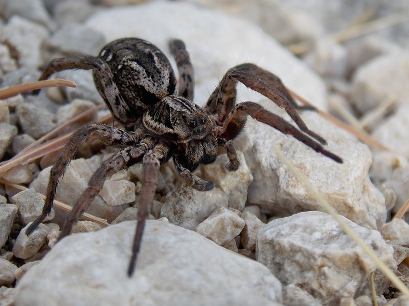 Great Fox-Spider