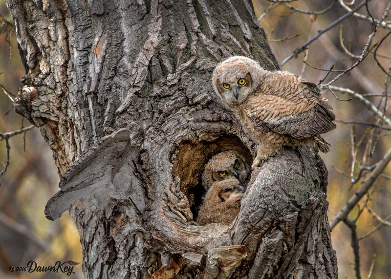 Great Horned Owls