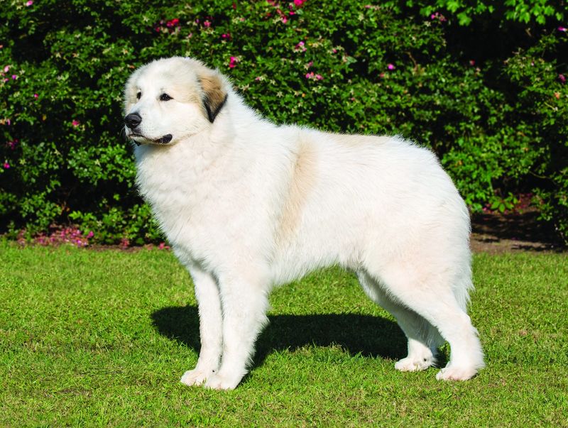 Great Pyrenees