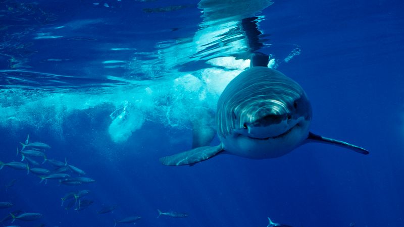 Great White Shark