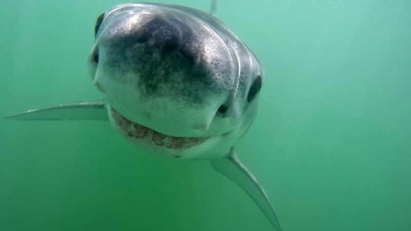 Great White Shark