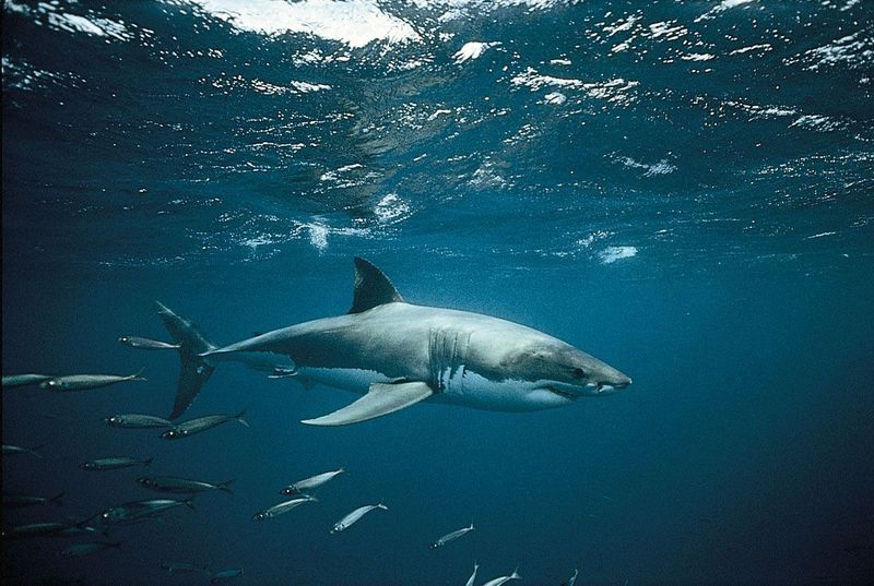 Great White Shark