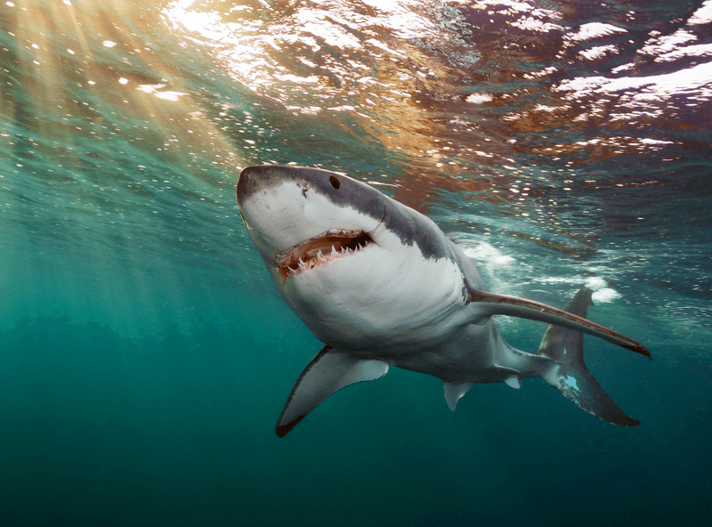 Great White Shark