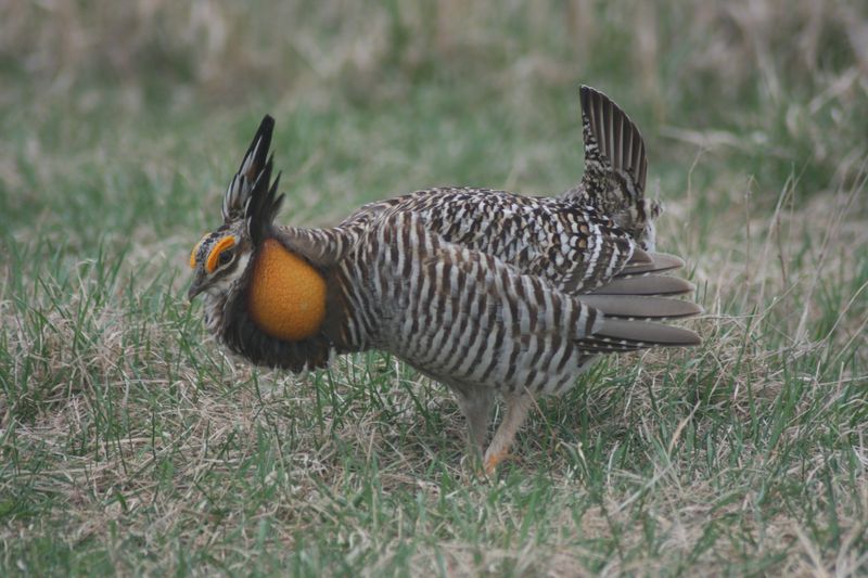 Greater Prairie Chicken