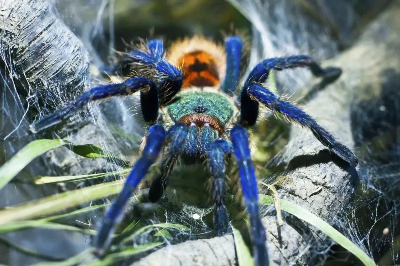 Green Bottle Blue Tarantula