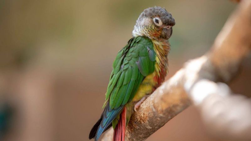 Green-Cheeked Conure