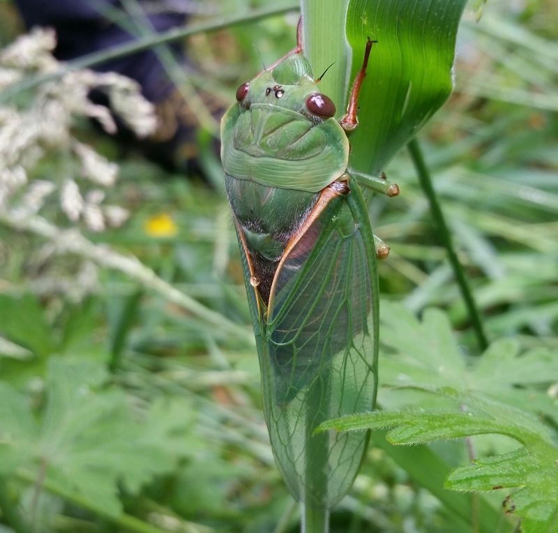 Green Grocer Cicada