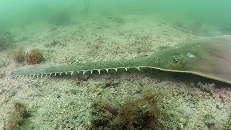 Green Sawfish