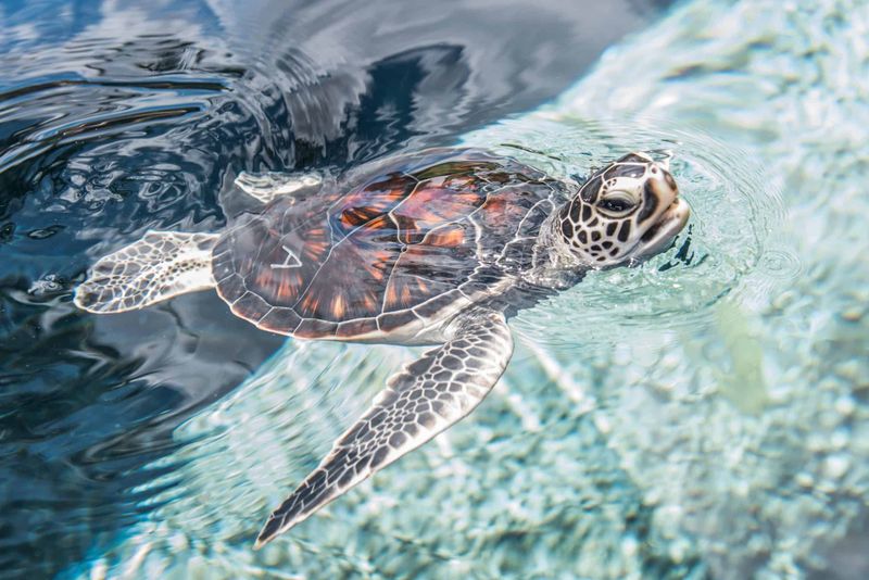 Green Sea Turtle
