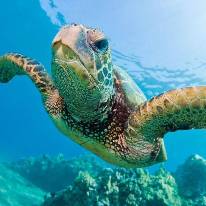 Green Sea Turtle