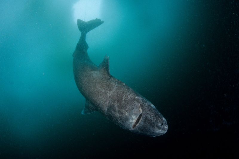 Greenland Shark