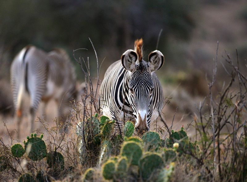 Grevy's Zebra