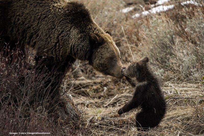 Grizzly Bear