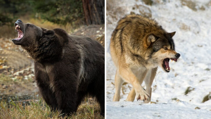 Grizzly Bear vs. Wolf: Who Holds the Edge in the Wild?