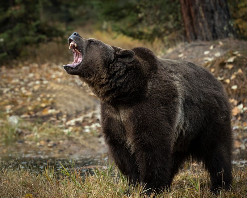 Grizzly Bear