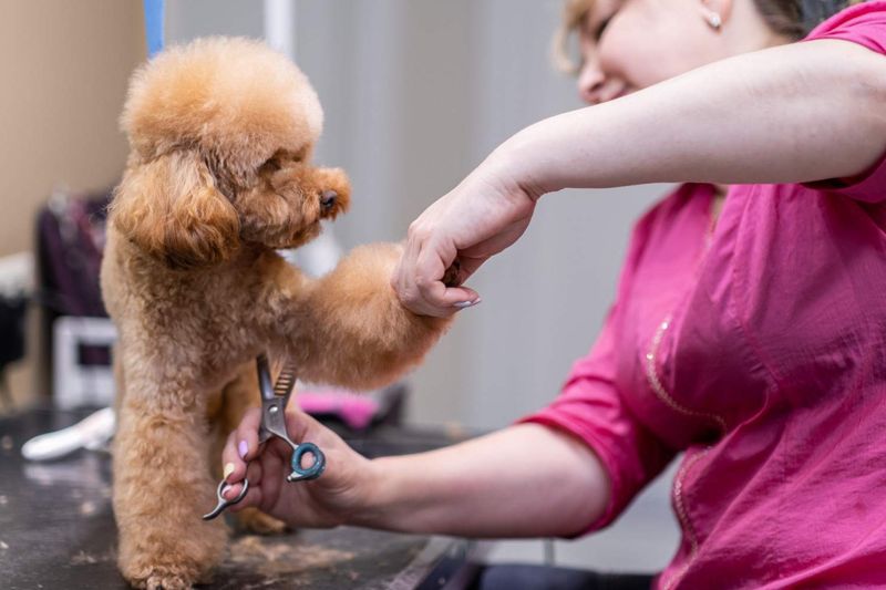 Grooming Routine