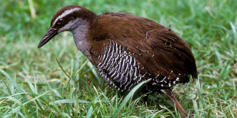 Guam Rail