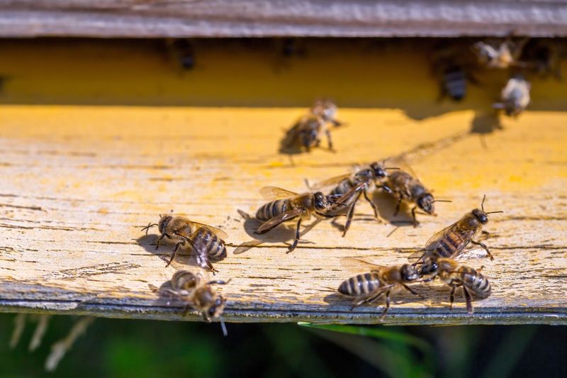 Guard Bees on Duty