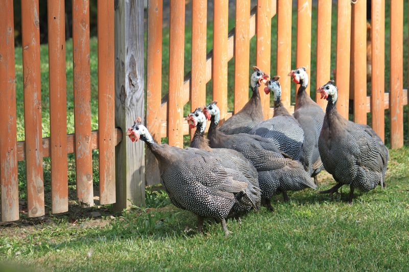 Guinea Fowl