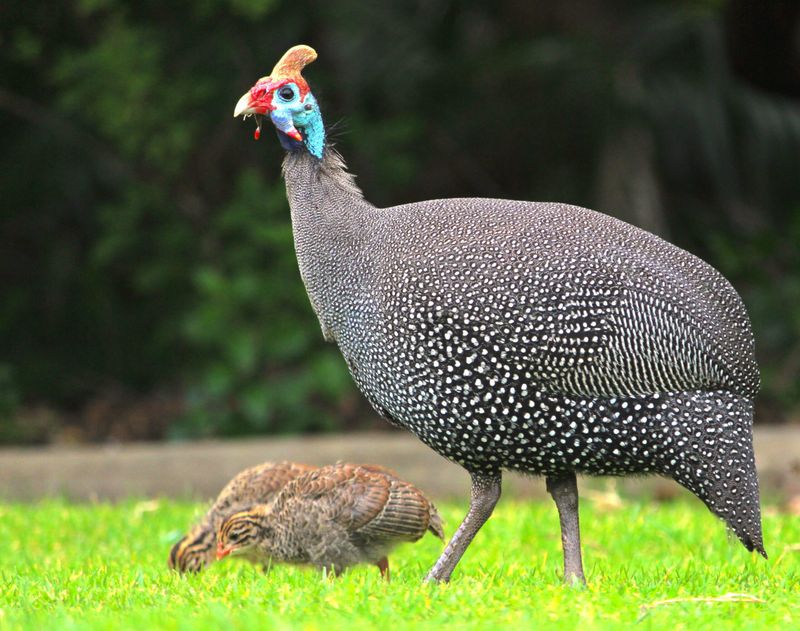 Guinea Fowls