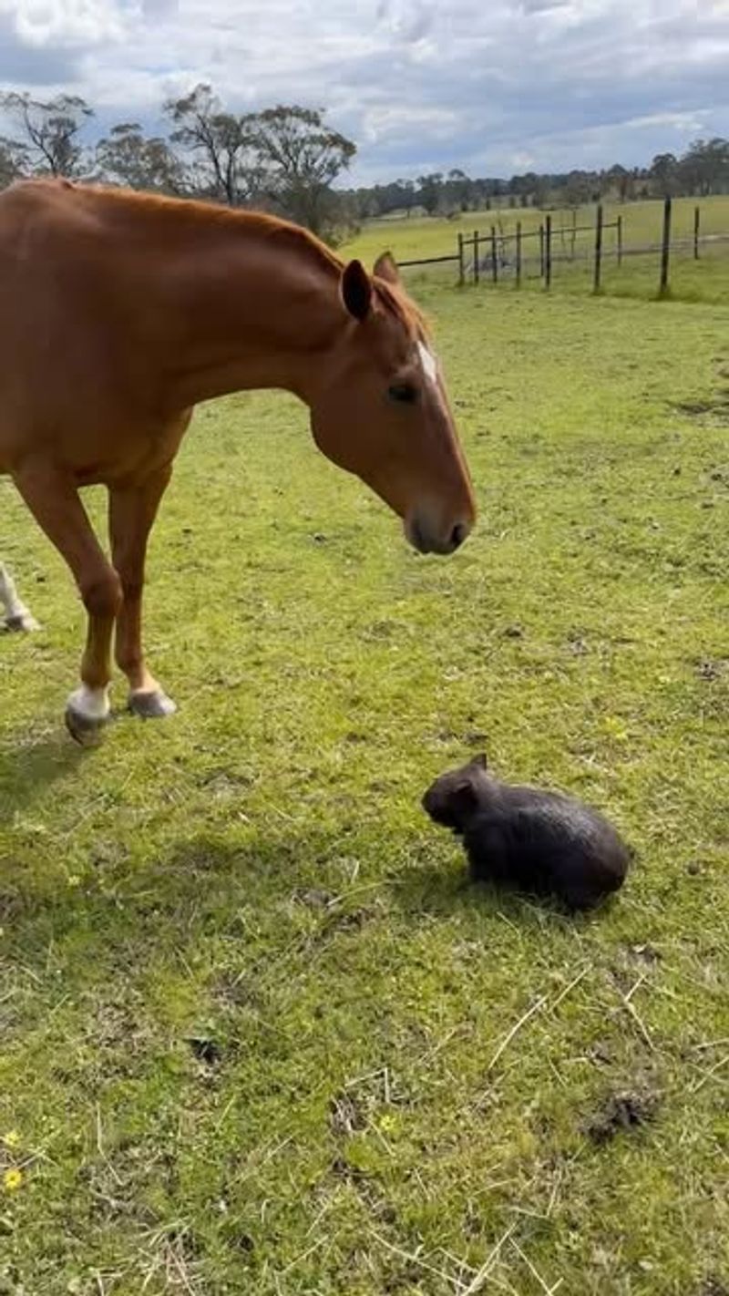 Guinea Pig