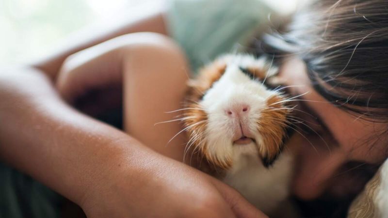 Guinea Pig