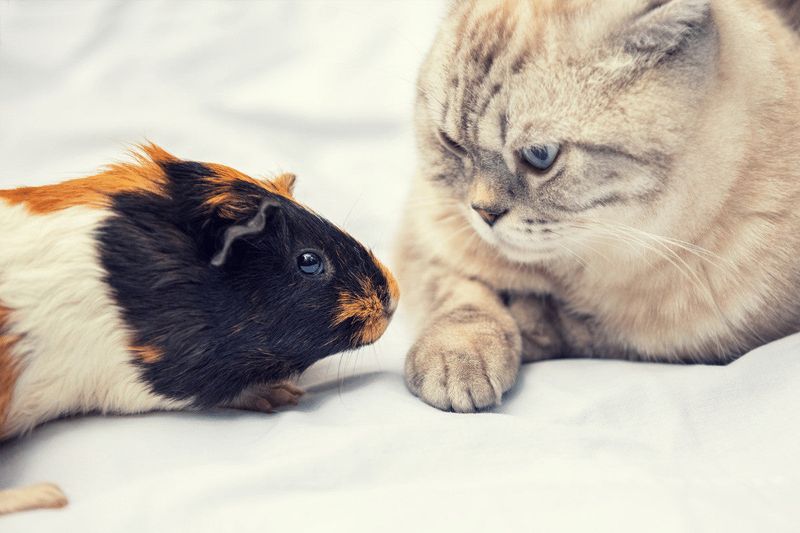 Guinea Pigs