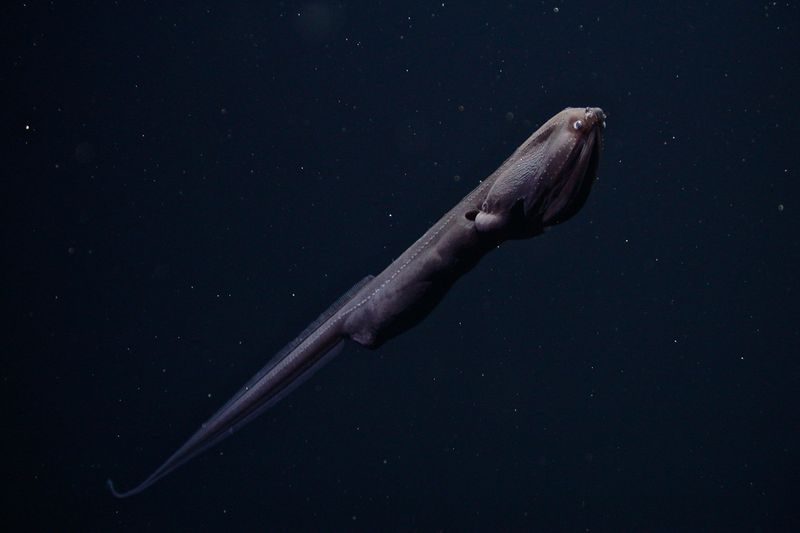 Gulper Eel