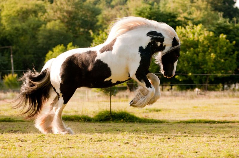 Gypsy Vanner