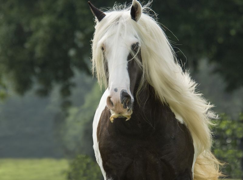 Gypsy Vanner