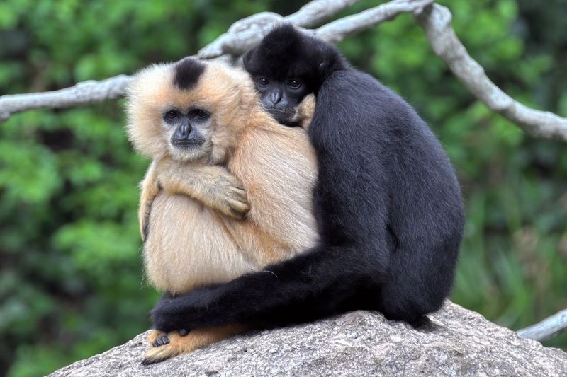 Hainan Gibbon