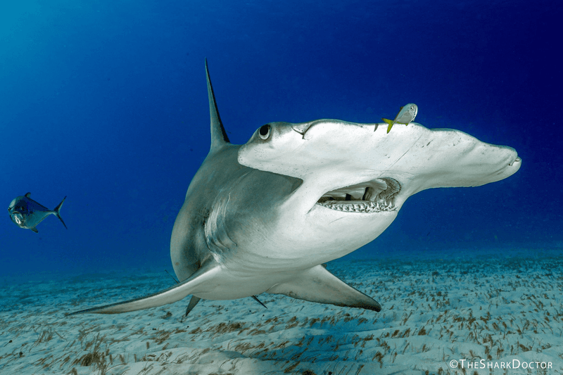 Hammerhead Shark