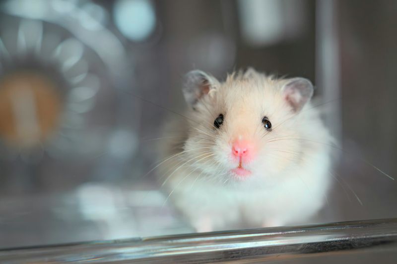 Hamsters' Short Lifespan