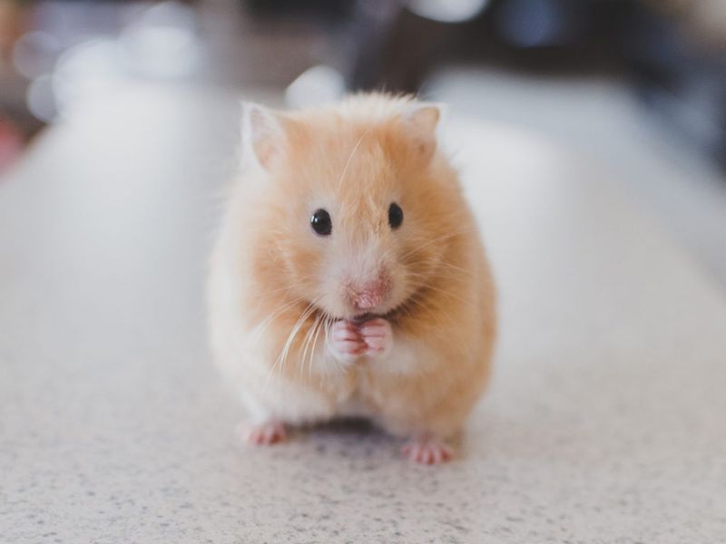 Hamsters' Temperature Sensitivity