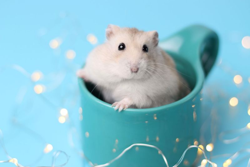 Hamsters' Playful Behavior