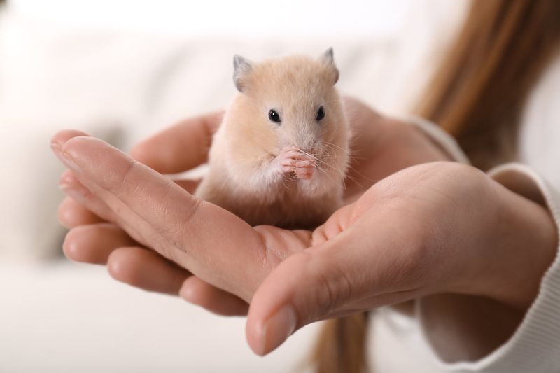 Hamsters' Grooming Habits