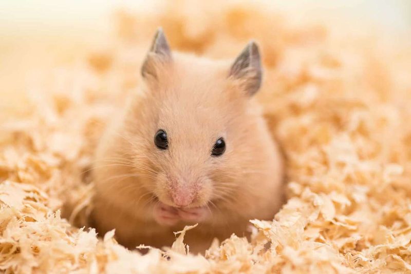 Hamsters' Burrowing Instincts